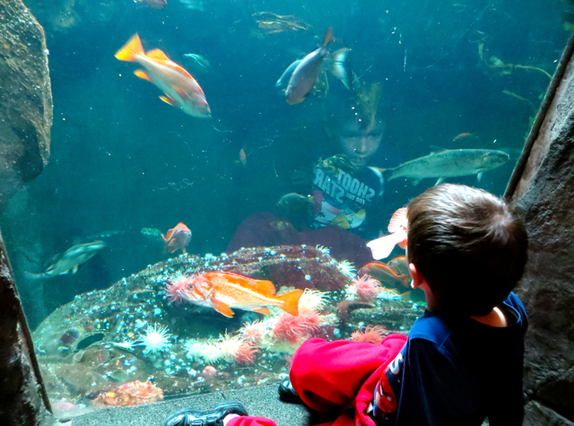 Vancouver Aquarium, Stanley Park with Kids - Gazing at Fish