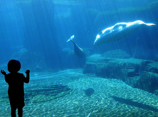 Vancouver Aquarium in Stanley Park with Kids - Original Vancouver Aquarium Stanley Park With KiDs Watching Beluga Whale