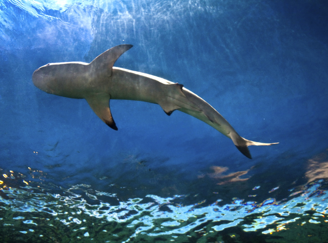 Vancouver Aquarium with Kids - Shark