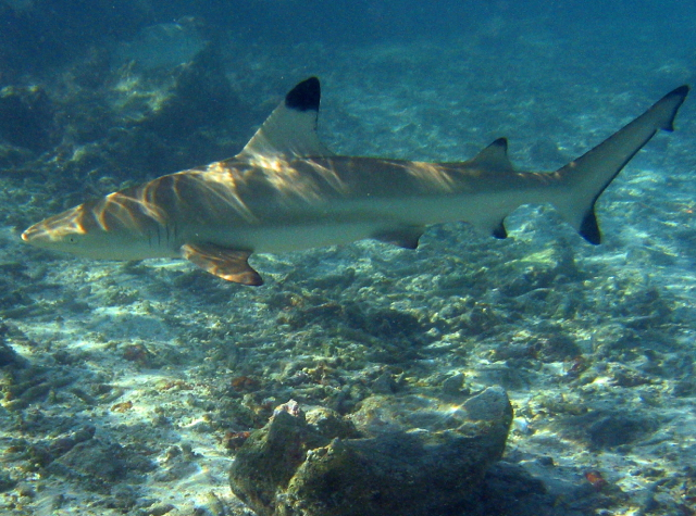 Best in Travel 2013: Punching a Shark