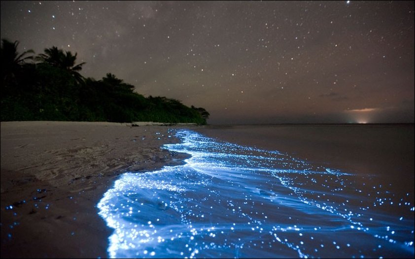 Park Hyatt Maldives Diving and Snorkeling - Bioluminescent Plankton