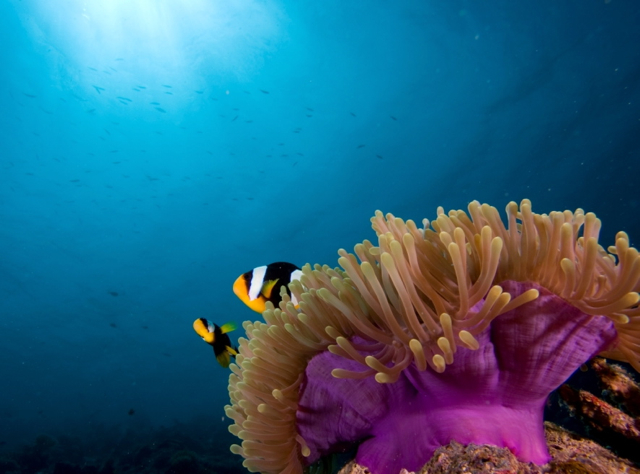 Park Hyatt Maldives Diving and Snorkeling - Clownfish Anemonefish