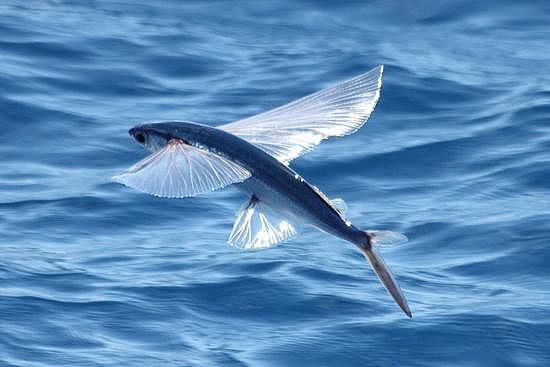Park Hyatt Maldives Diving and Snorkeling - Flying Fish