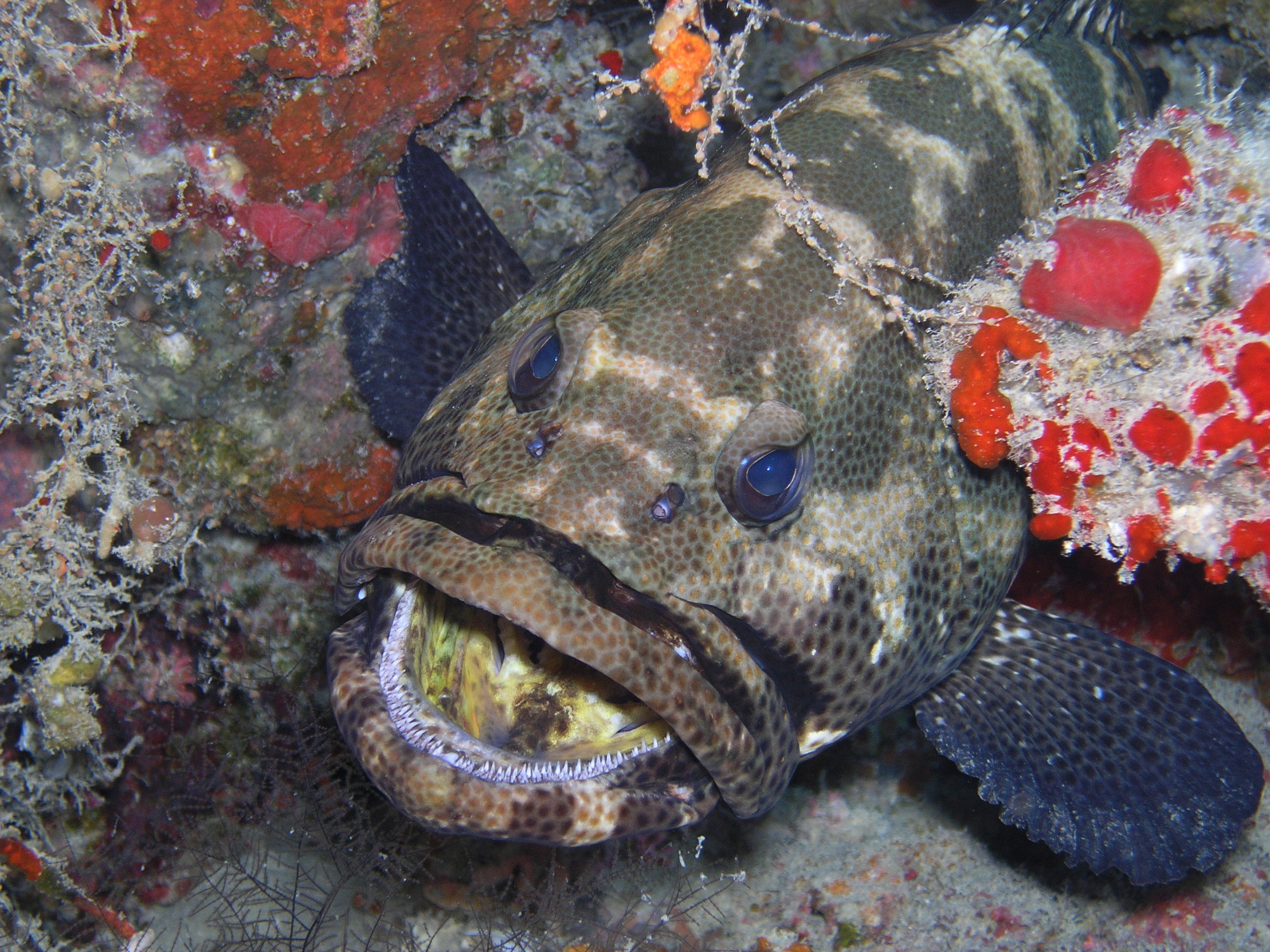 Park Hyatt Maldives Diving and Snorkeling - Grouper