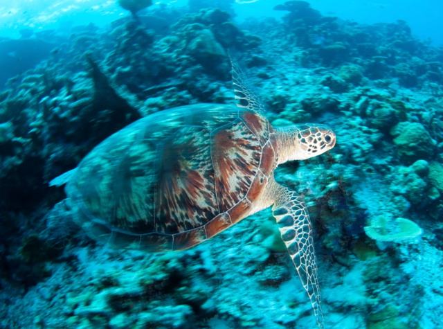 Park Hyatt Maldives Activities - Scuba Diving