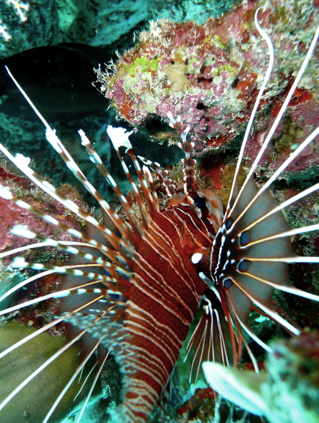 Park Hyatt Maldives Diving and Snorkeling - Lionfish