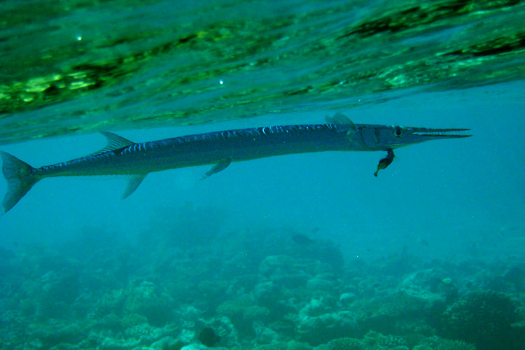 Park Hyatt Maldives Diving and Snorkeling - Needlefish