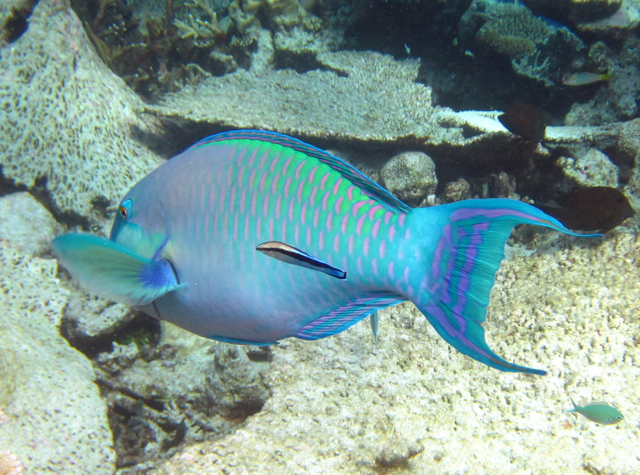 Park Hyatt Maldives Diving and Snorkeling - Parrotfish