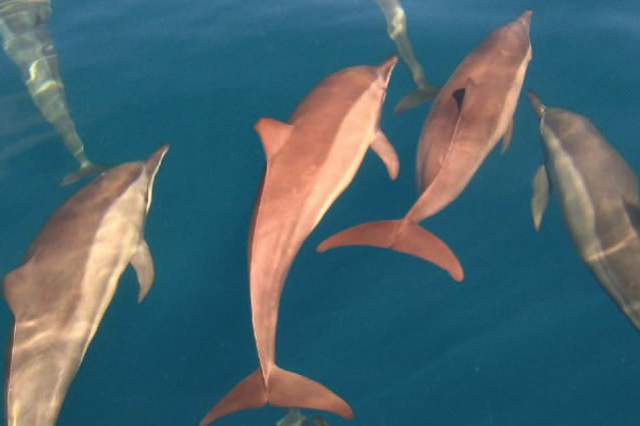 Park Hyatt Maldives Diving and Snorkeling - Spinner Dolphins