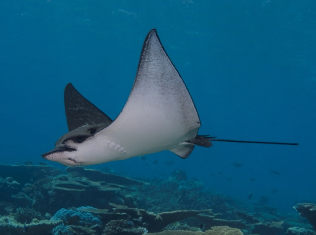 Park Hyatt Maldives Diving and Snorkeling: White Spotted Eagle Ray