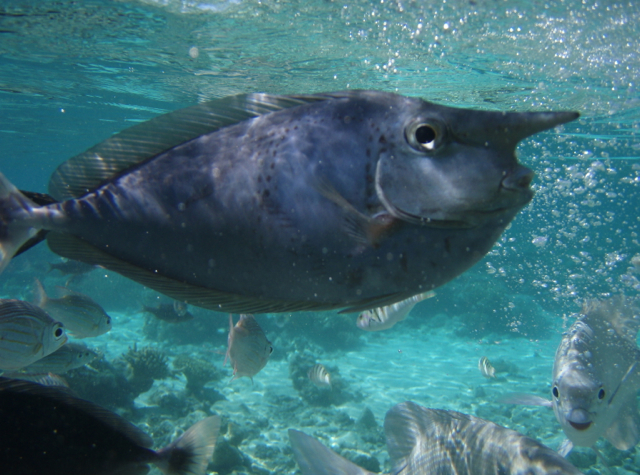 Park Hyatt Maldives Diving and Snorkeling - Unicornfish