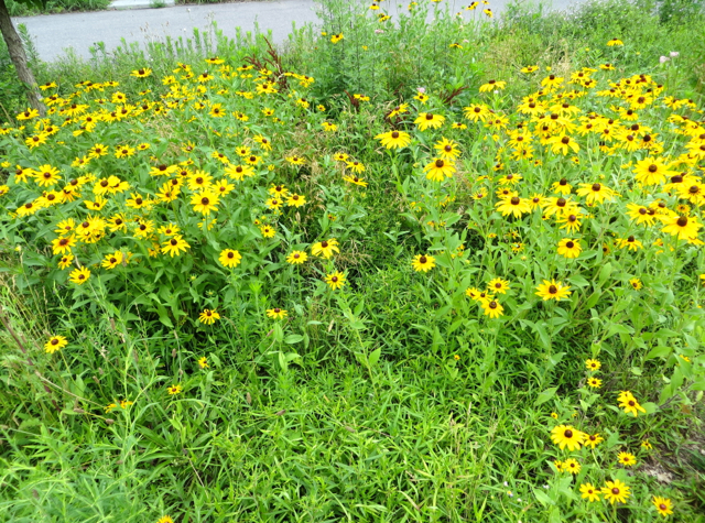 Roosevelt Island Wildflowers