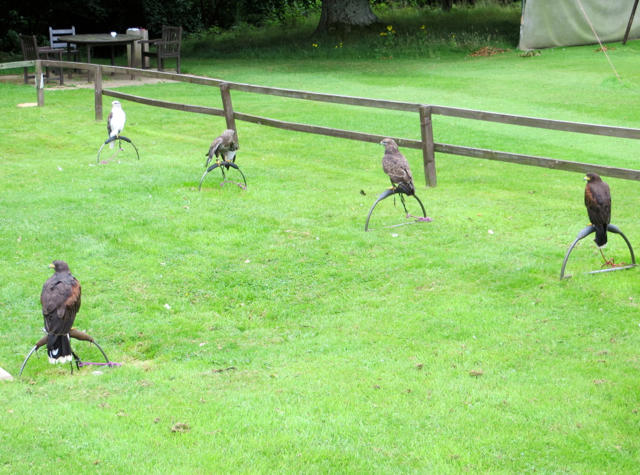 Dalhousie Castle Falconry - Birds of Prey on Perches