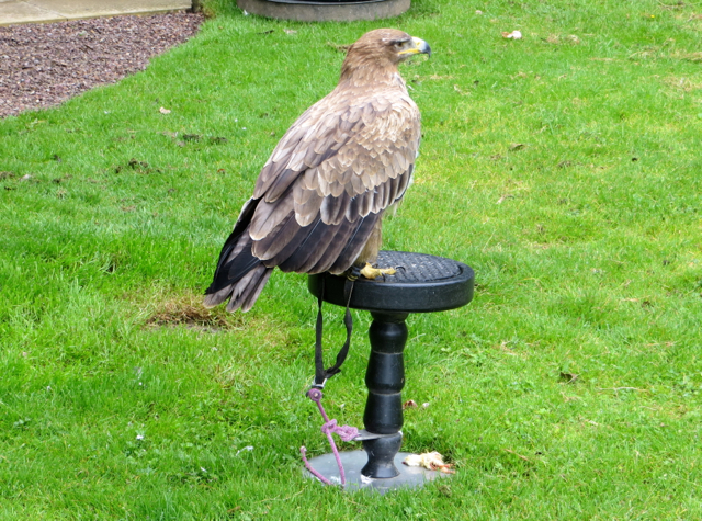 Dalhousie Castle Falconry Review