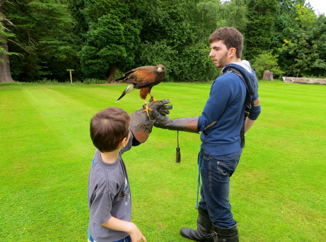 Dalhousie Castle Falconry - Harris' Hawk