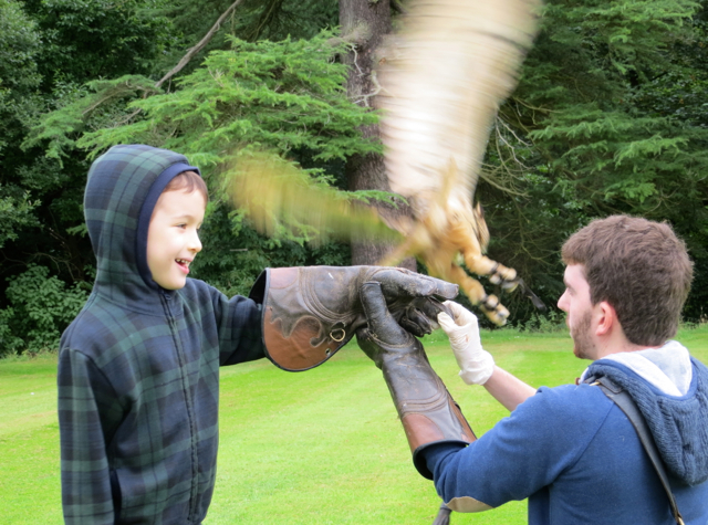 Dalhousie Castle Falconry - Calling Owl to the Glove