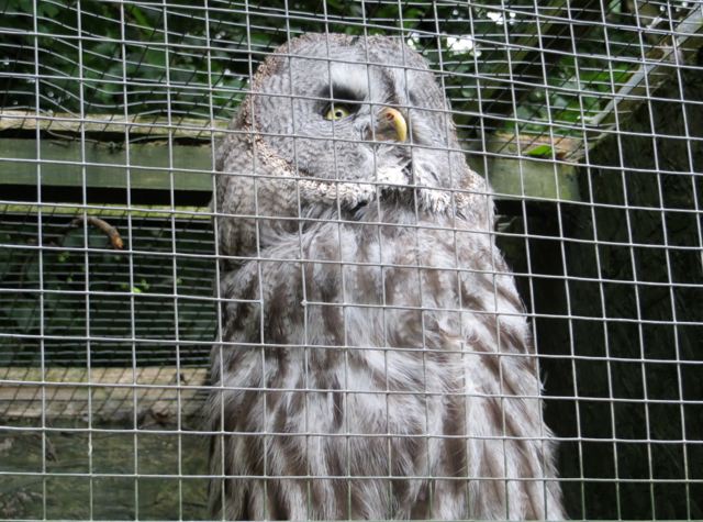 Dalhousie Castle Falconry - Owl