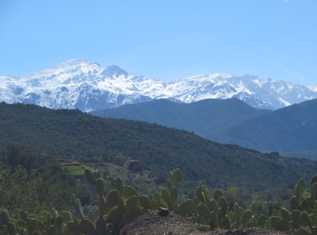 Atlas Mountains and Cactus