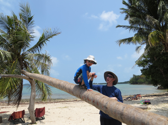 Koh Taen Snorkeling with Tours Koh Samui Review - Climbing a Coconut Tree