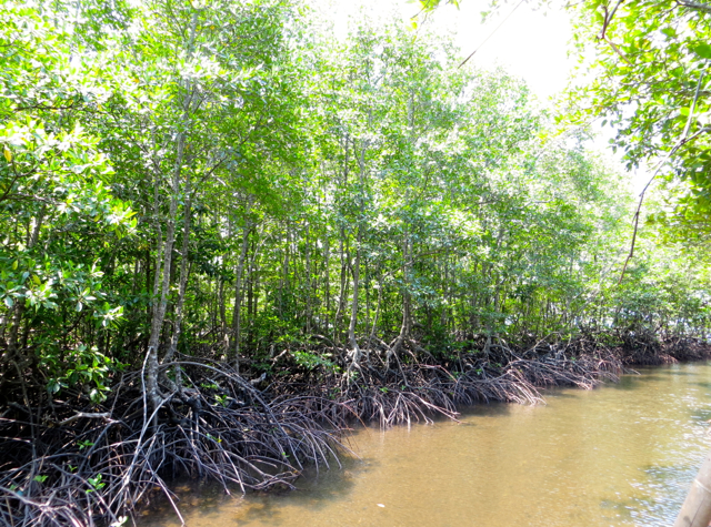 Mangrove Forest, Koh Taen