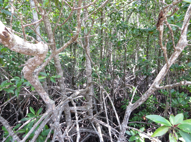 Mangrove Roots, Mangrove Forest on Koh Taen with Tours Koh Samui