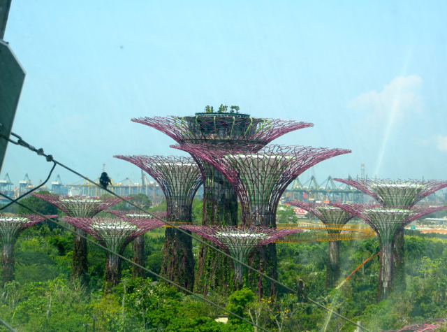 Singapore Gardens by the Bay Review - View of Supertrees from Cloud Forest Dome