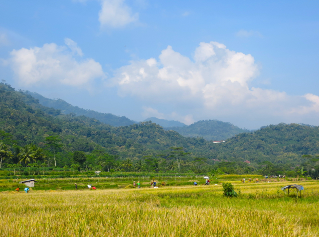 Andong Ride in Borobudur - View of Rice Harvesting