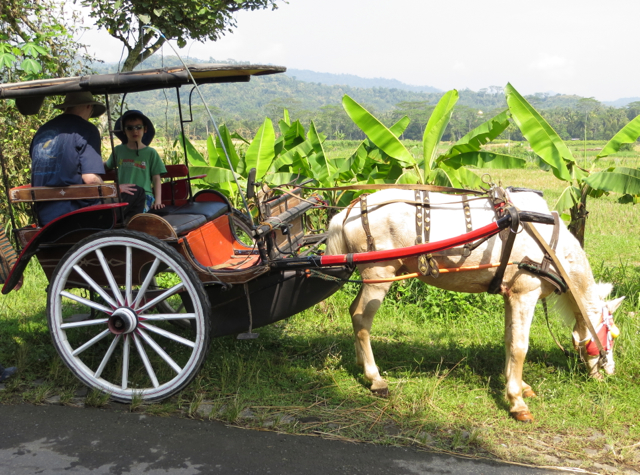 Andong Ride in Borobudur