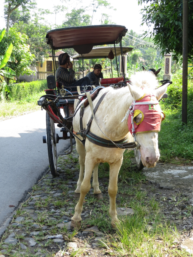 Andong Ride in Borobudur
