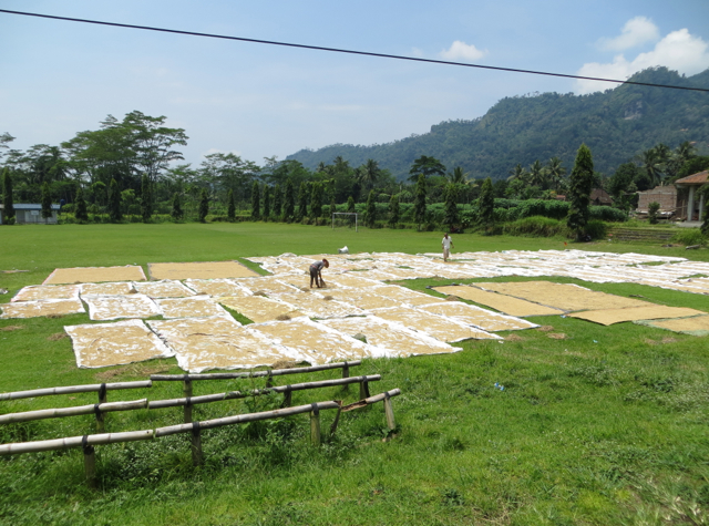 Andong Ride in Borobudur - Drying Rice