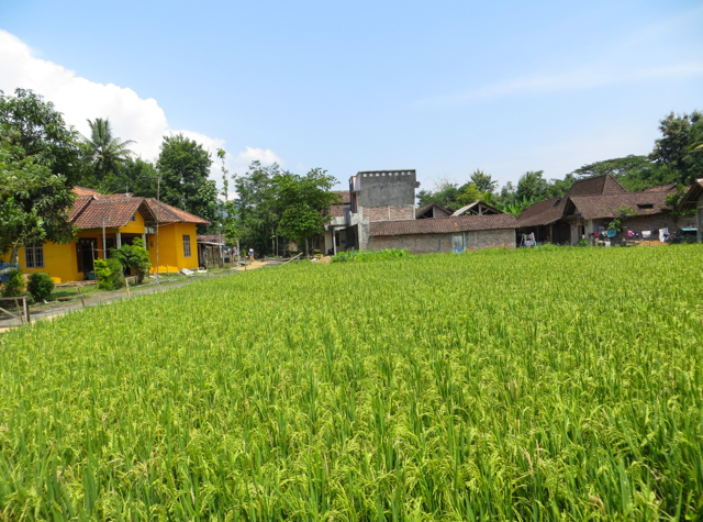 Andong Horse Cart Ride - View of Rice Fields