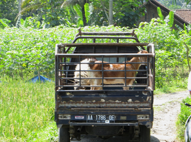 Andong Ride in Borobudur - Stalled Vehicle with Goats