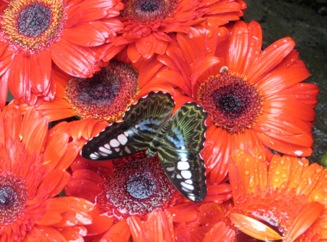 Butterfly Garden at Singapore Changi Airport