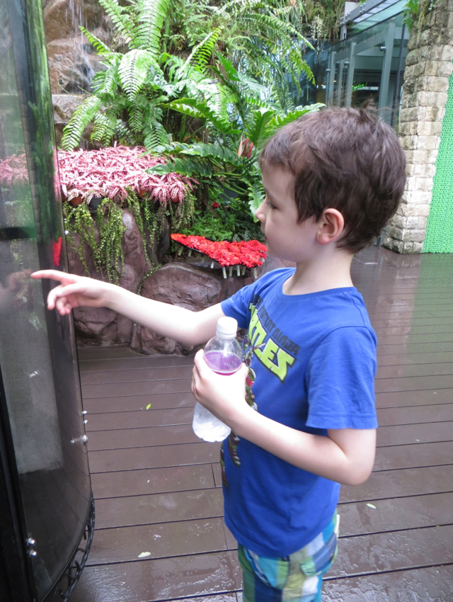 Butterfly Garden at Singapore Airport-Cocoons