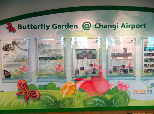 Butterfly Garden at Changi Airport, Singapore