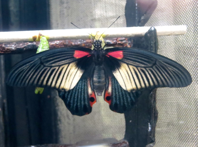 New Butterfly Drying Its Wings, Butterfly Garden, Singapore Airport