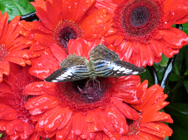 Butterfly and Flowers at Butterfly Garden, Singapore Airport