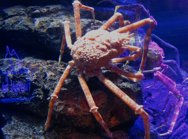 Siam Ocean World Bangkok Aquarium - Giant Crabs