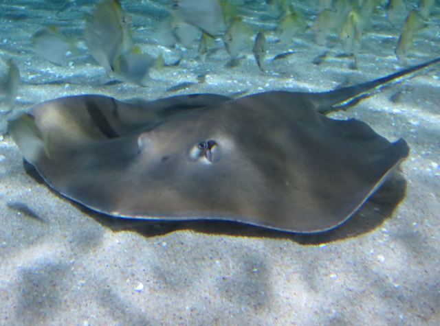 Siam Ocean World Bangkok Aquarium-Manta Ray