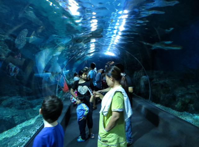 Siam Ocean World Bangkok Aquarium Tunnel