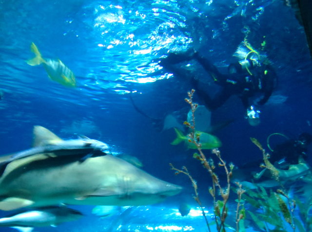 Siam Ocean World Bangkok Aquarium-Shark Feeding