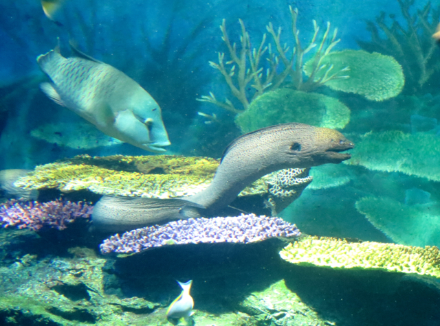 Siam Ocean World Bangkok Aquarium - Eel 