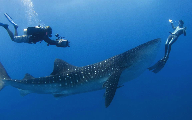 Best Luxury Liveaboards - Whale Shark in Maldives