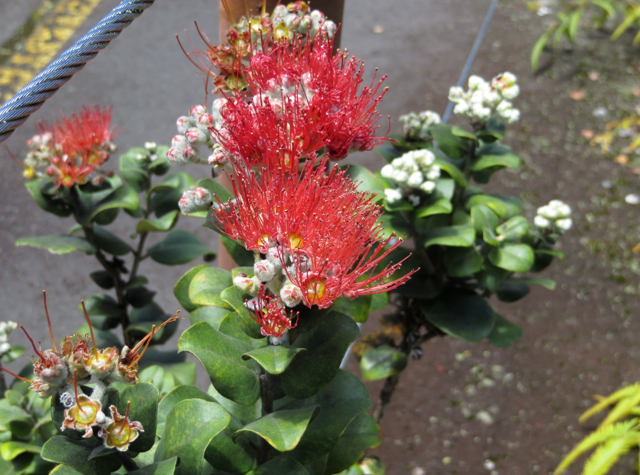 Hawaii Volcanoes National Park Review -Ohia with Lehua Blossoms