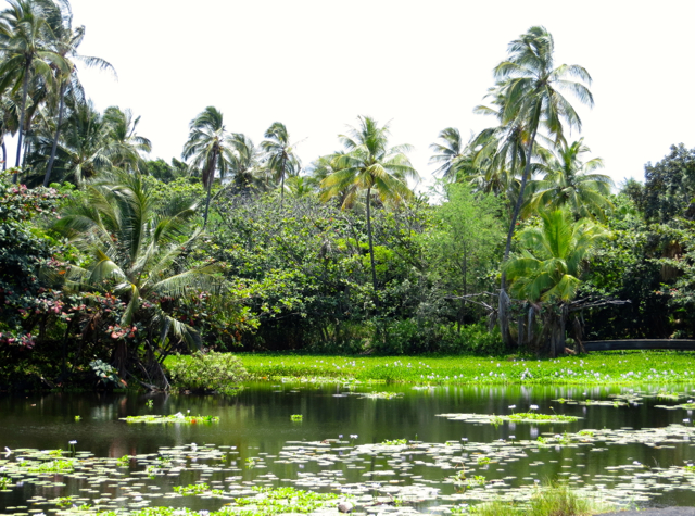 Punalu'u Beach - Lily Pond