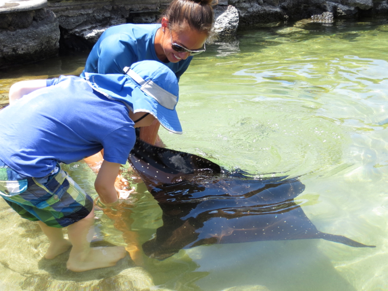 Feeding an Eagle Ray, Four Seasons Hualalai Kids' Club