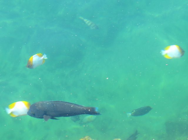 Four Seasons Hualalai Activities - Snorkel in Kings Pond
