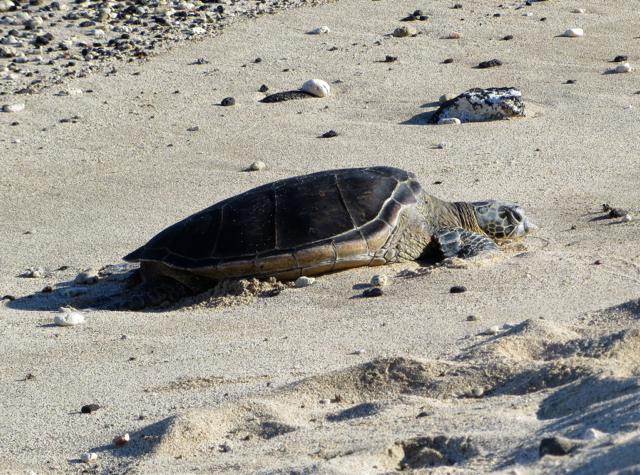 Four Seasons Hualalai Activities: See Sea Turtles 