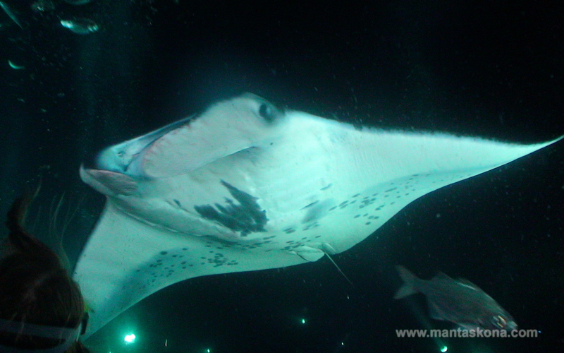 manta ray dive big island