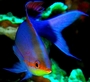 Square_anthias-wakatobi-indonesia-jennyhuang